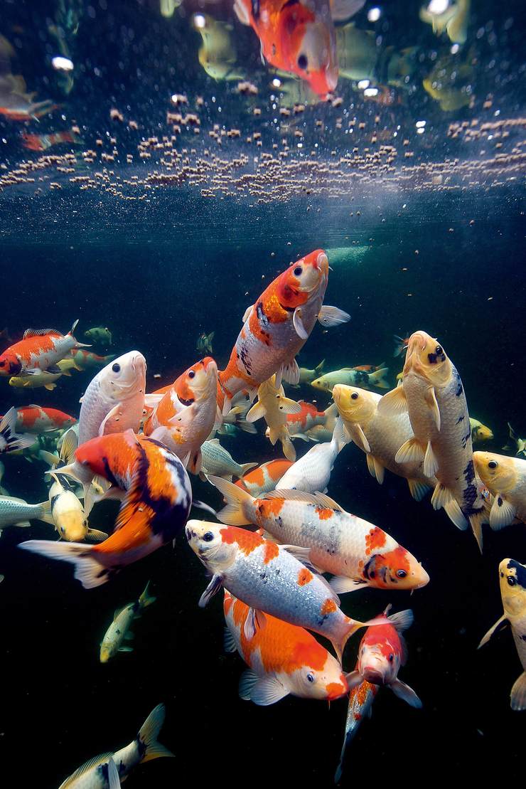 （红牌01-100）精选混色锦鲤冷水观赏鱼渔场直发好养好活5-35cm