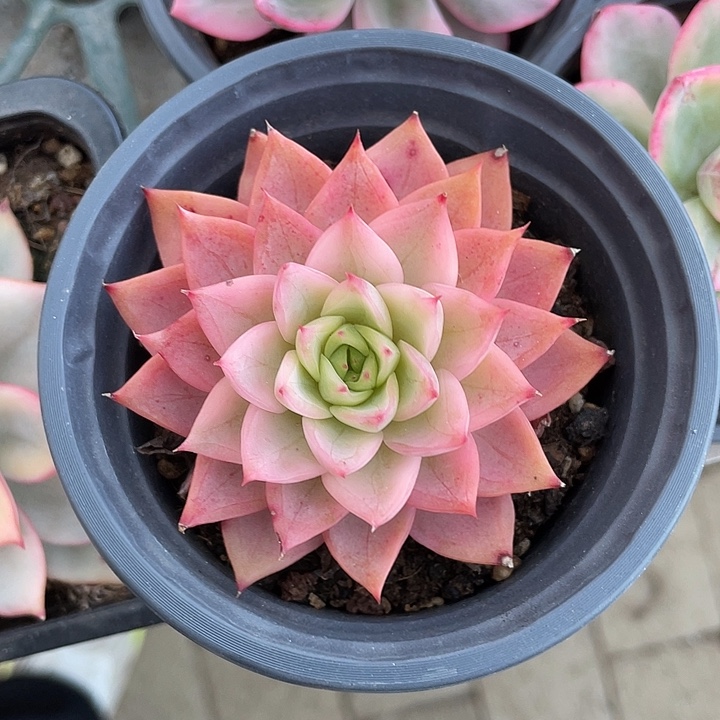 哈密瓜锦一物一拍