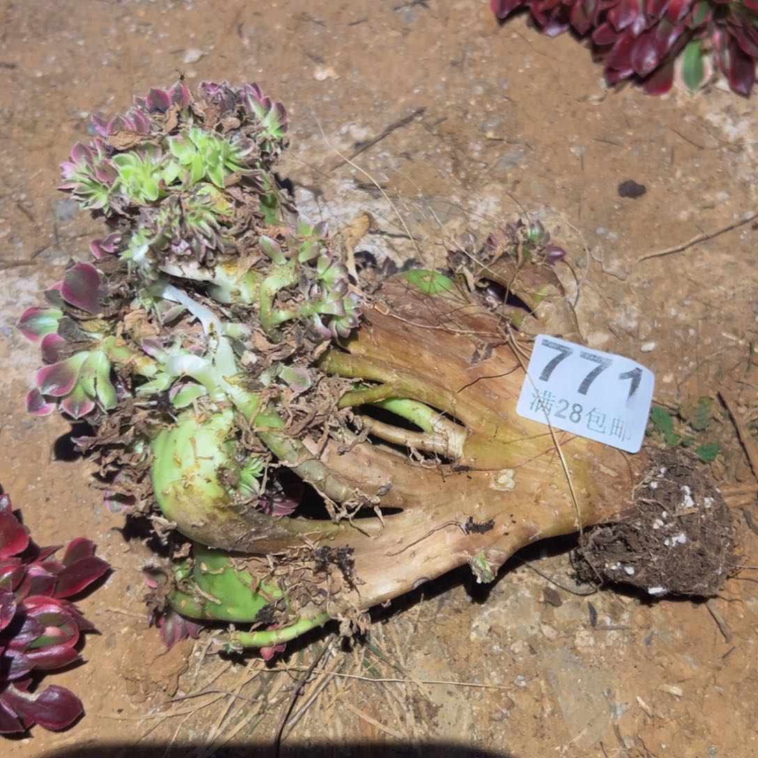 多肉植物771无售后