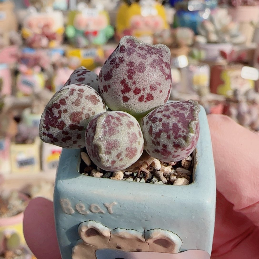站立猫耳 盆口2.5cm （三只猫