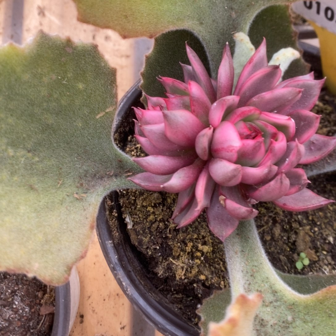 103野马锦锦锦锦锦锦锦