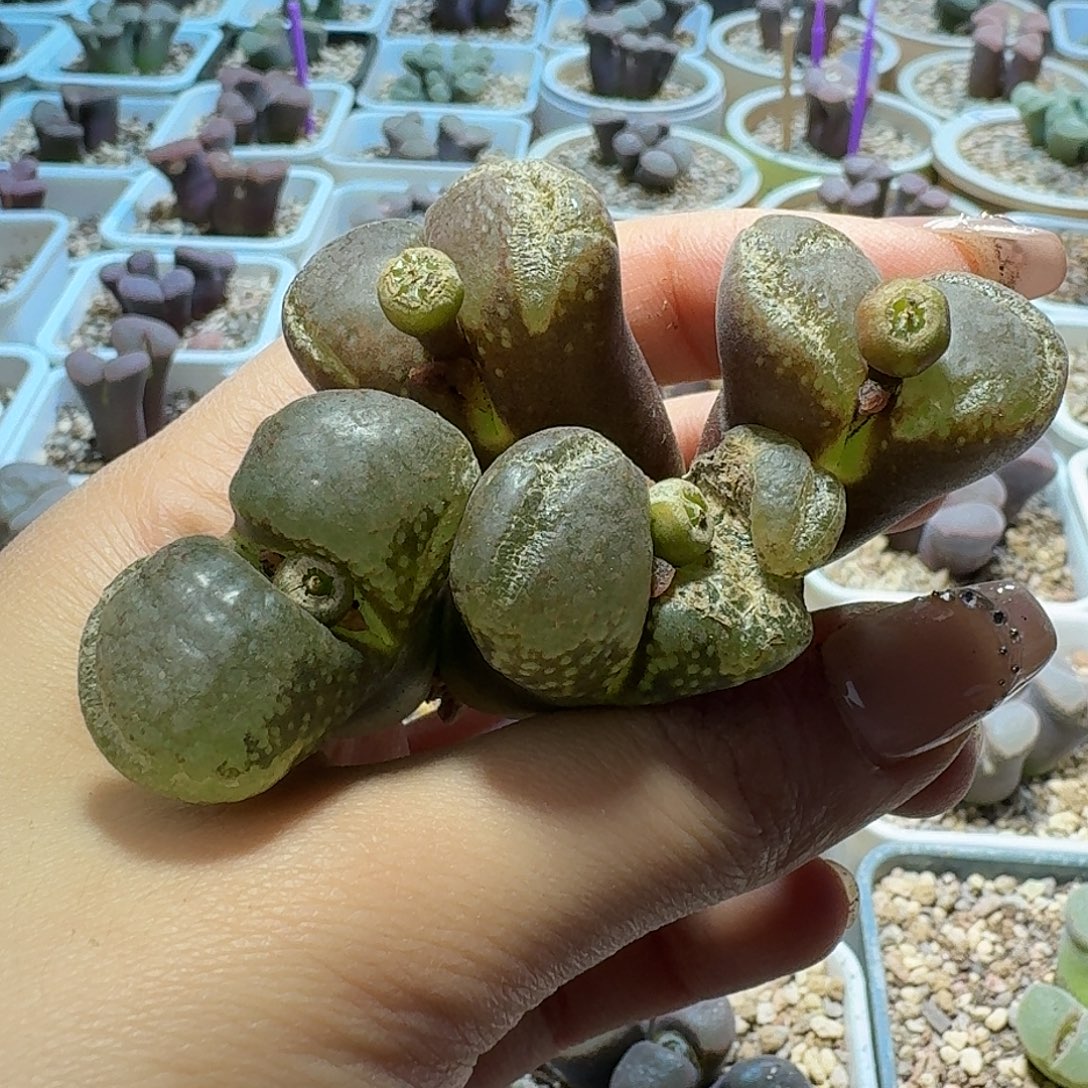 12号两颗双头风铃一物一拍有干疤