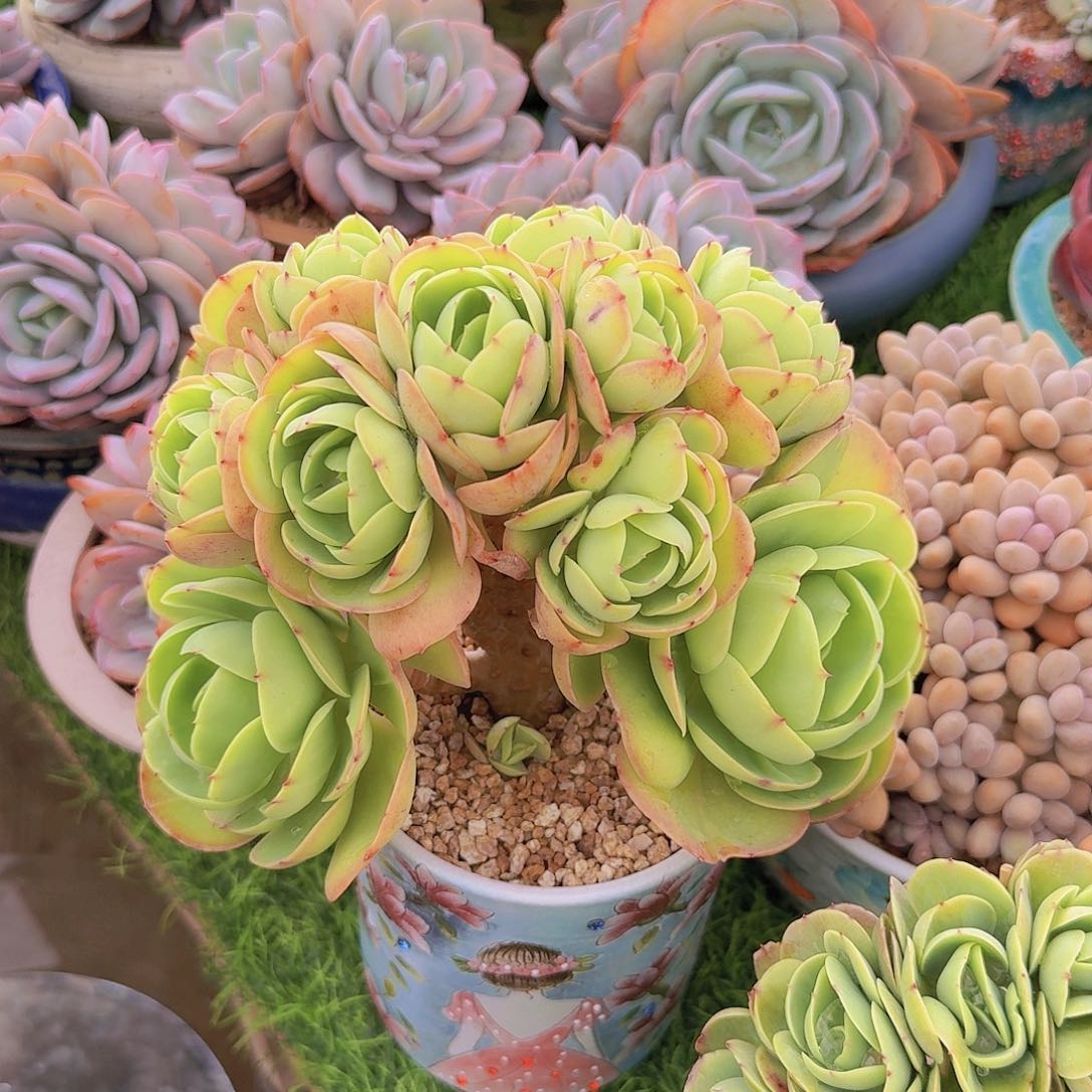 兔子专拍一物一拍多肉