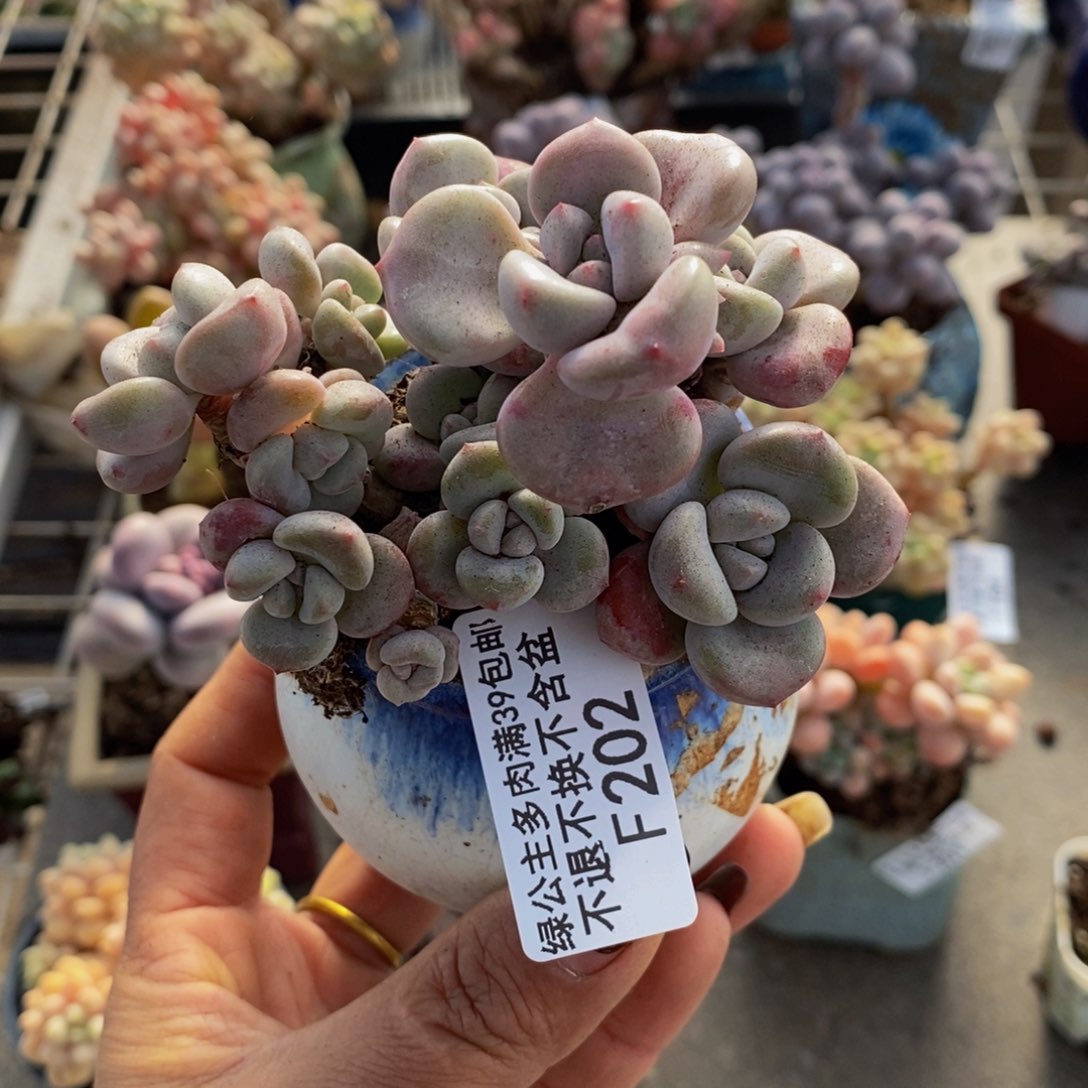 花斑鹿202/7vm的肉