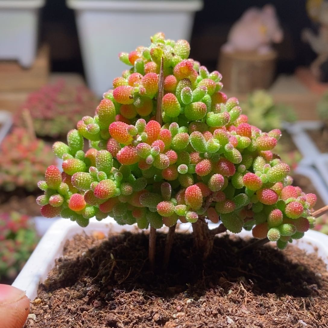 蜜橘带盆土发货一物一拍