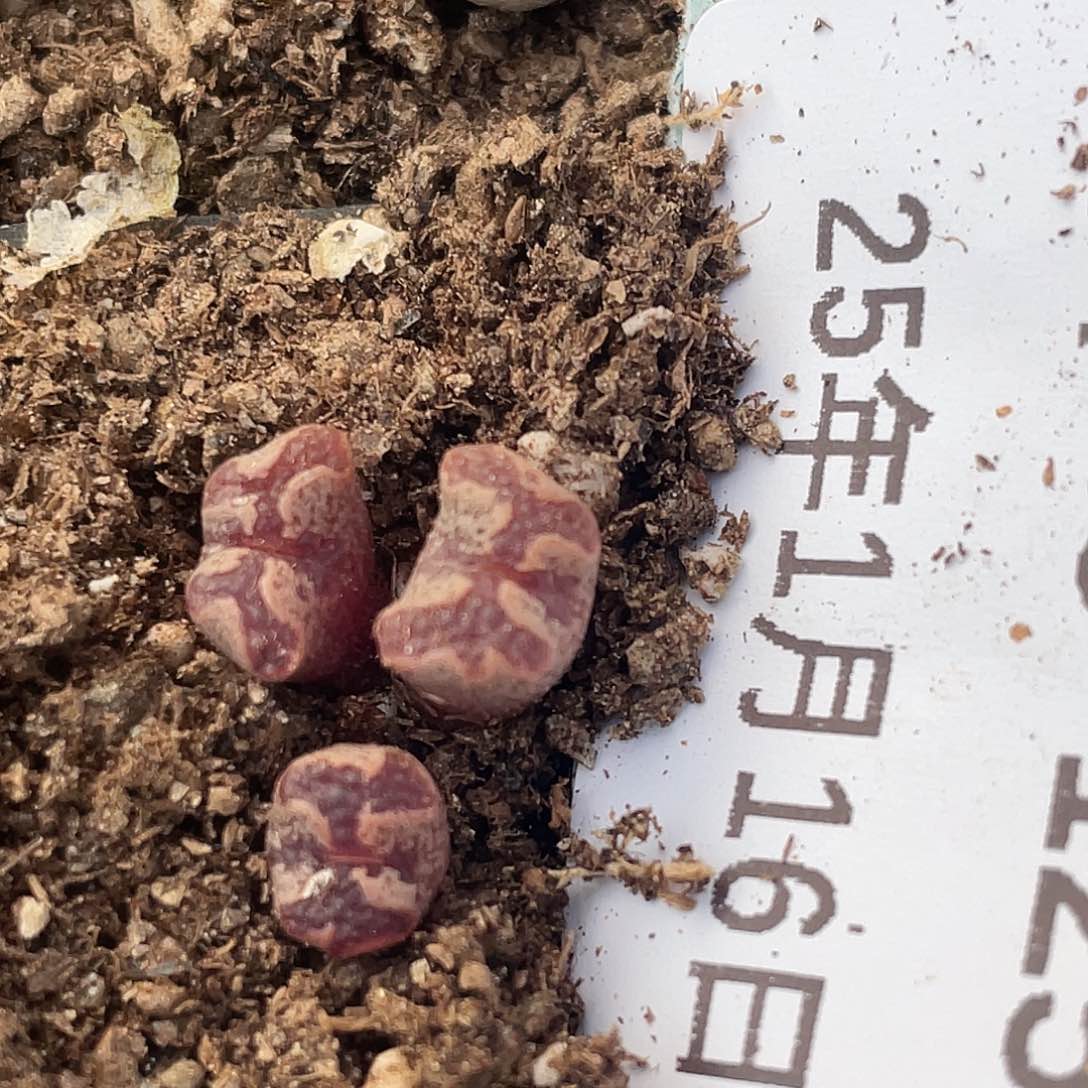 16-125超碟多肉植物