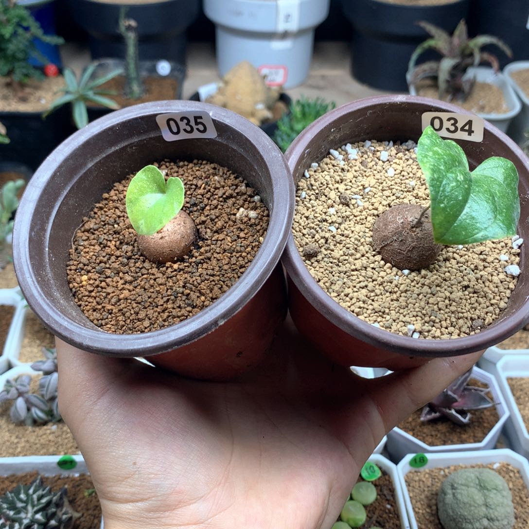 南非龟甲龙带盆034 035