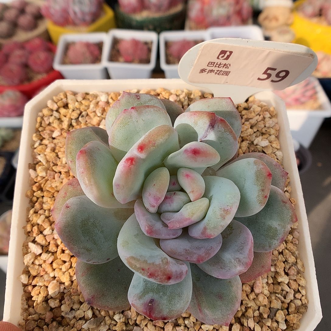 59梦露石化锦多肉