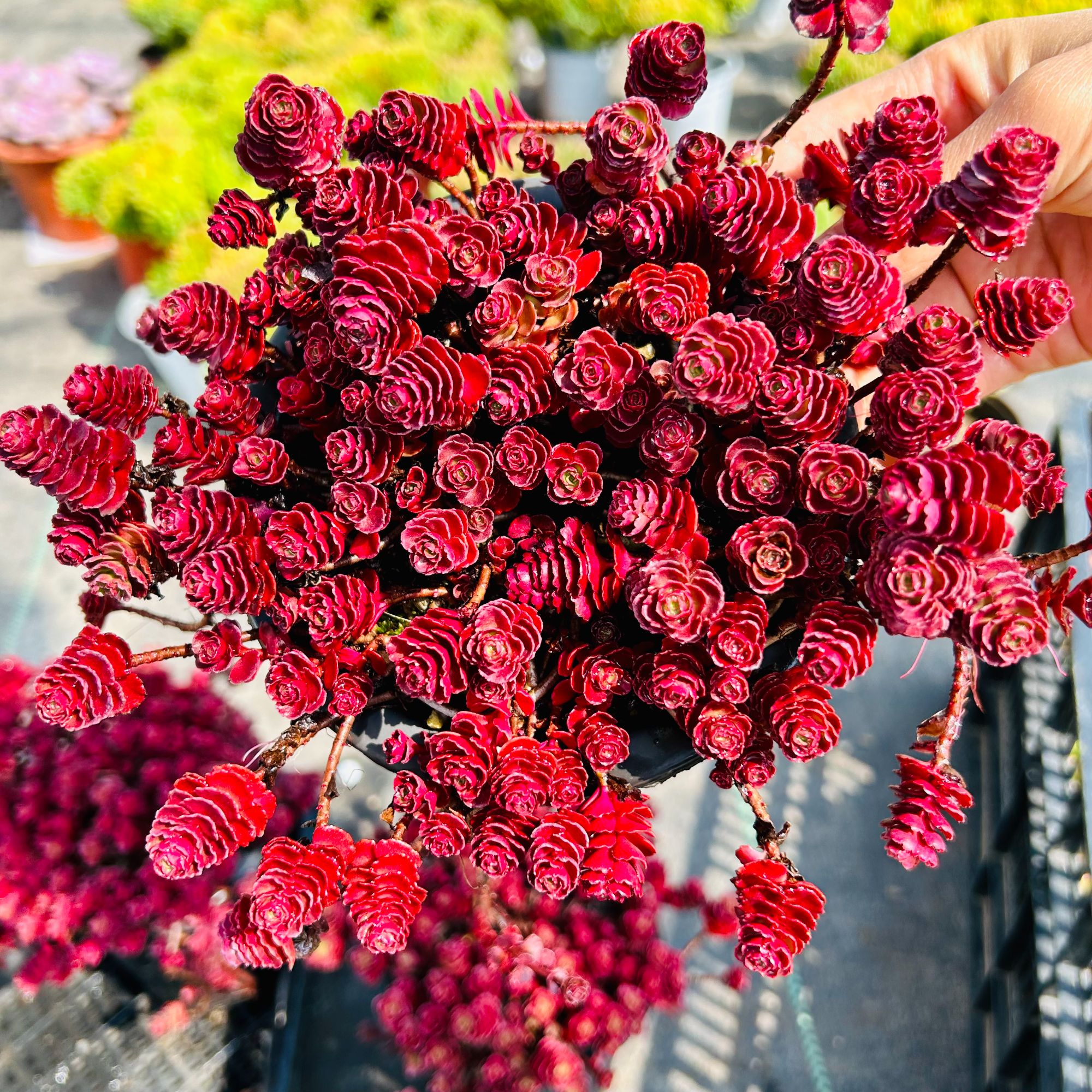 整桩小球玫瑰带盆带土带挂钩紫红色藤蔓系精品多肉植物红色玫瑰花