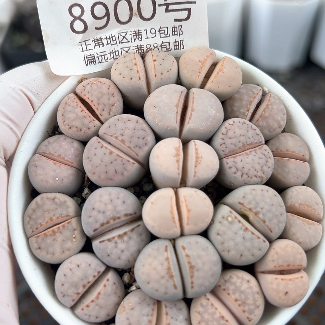 好养易活生石花大母本8900个别有点腿特价