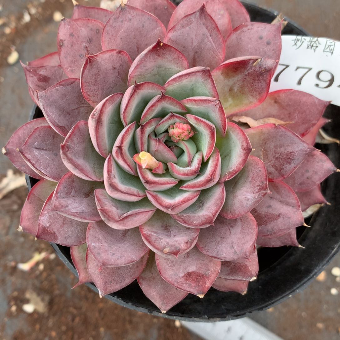 7794杂交多肉植物