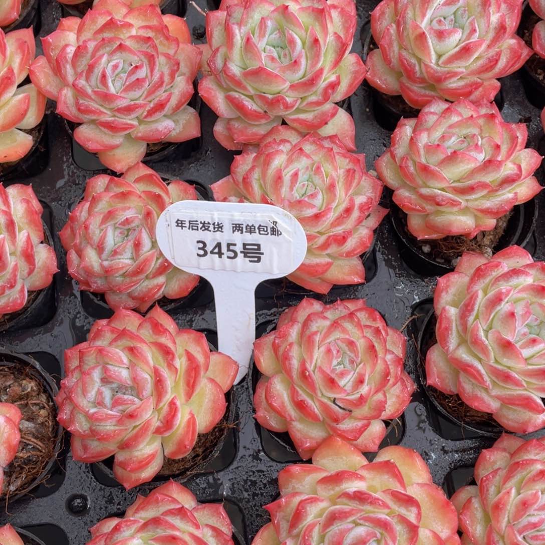 345号 全状态彩虹虾饺单头一个