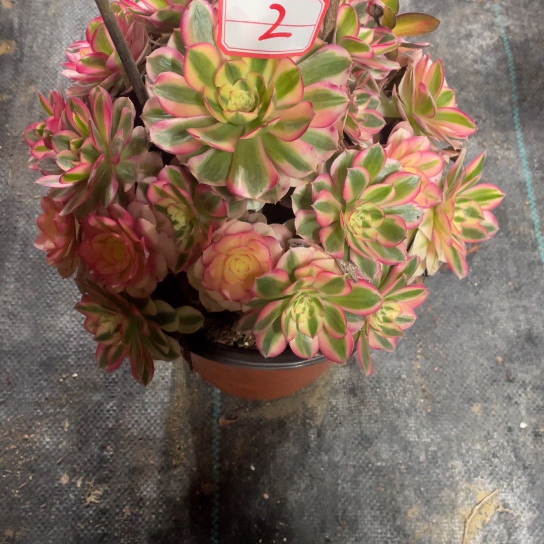 2号断肢倾城法师多肉