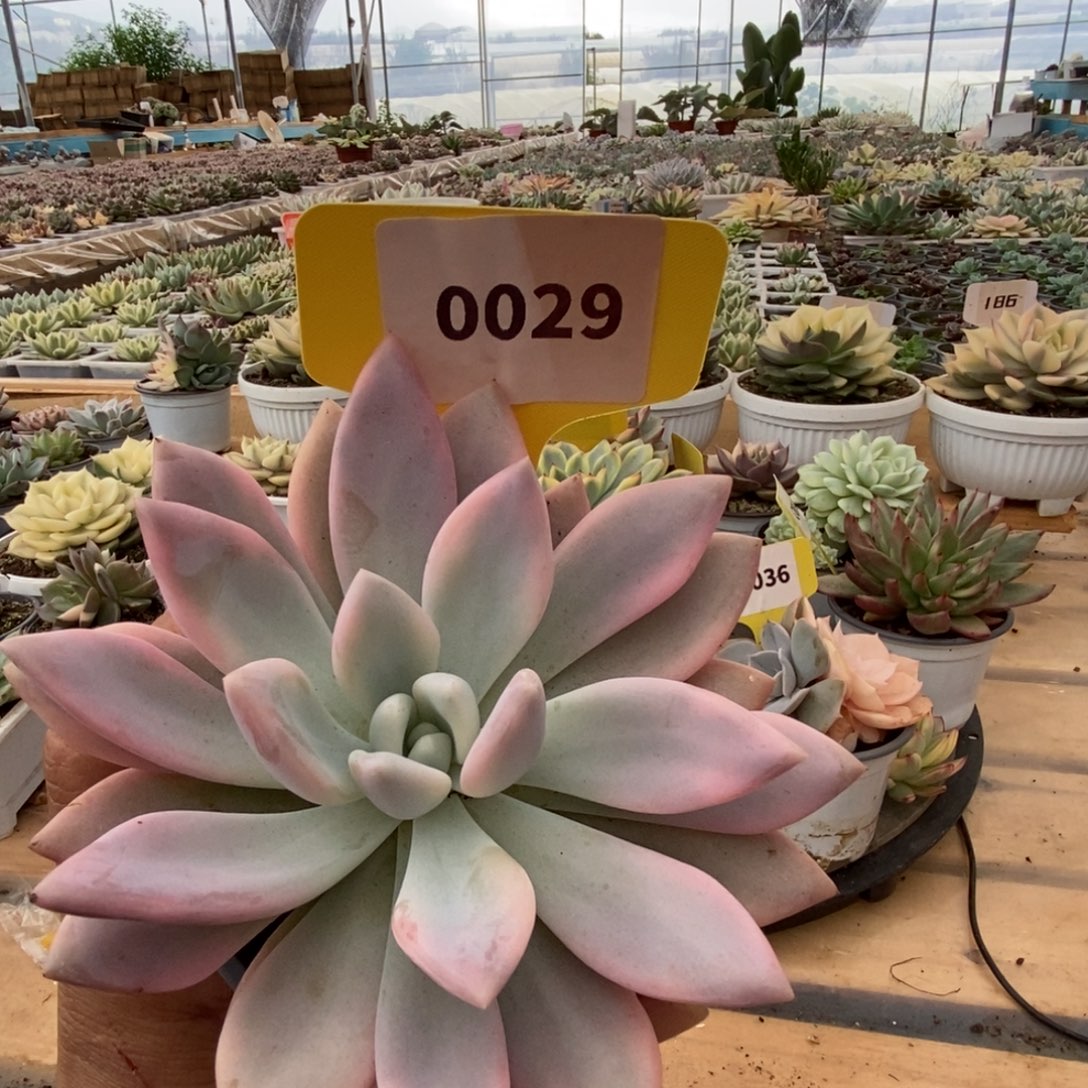 0029橙梦露哈哈哈哈