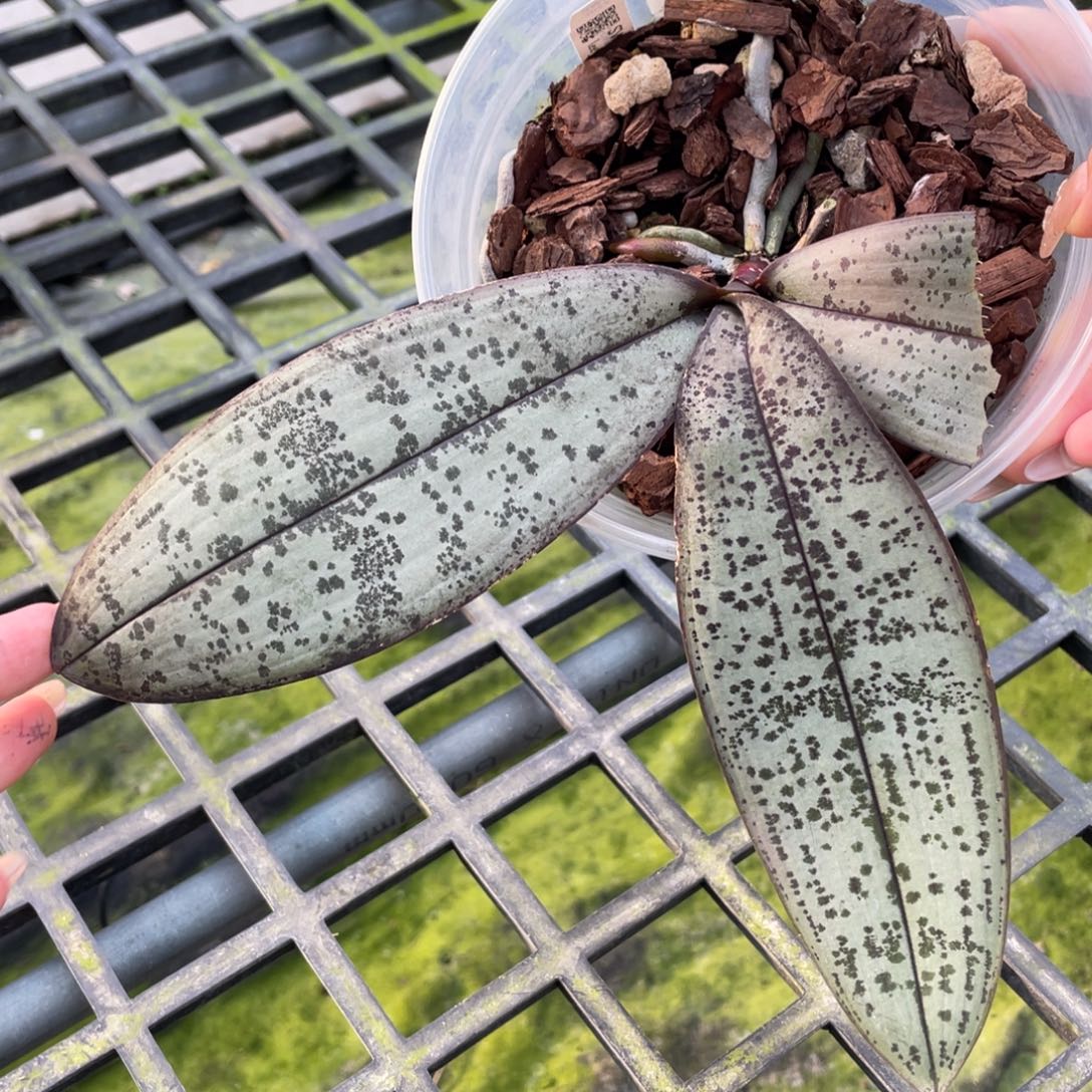 当前无花栽培后可以开花【飞翔专拍】swr22in史