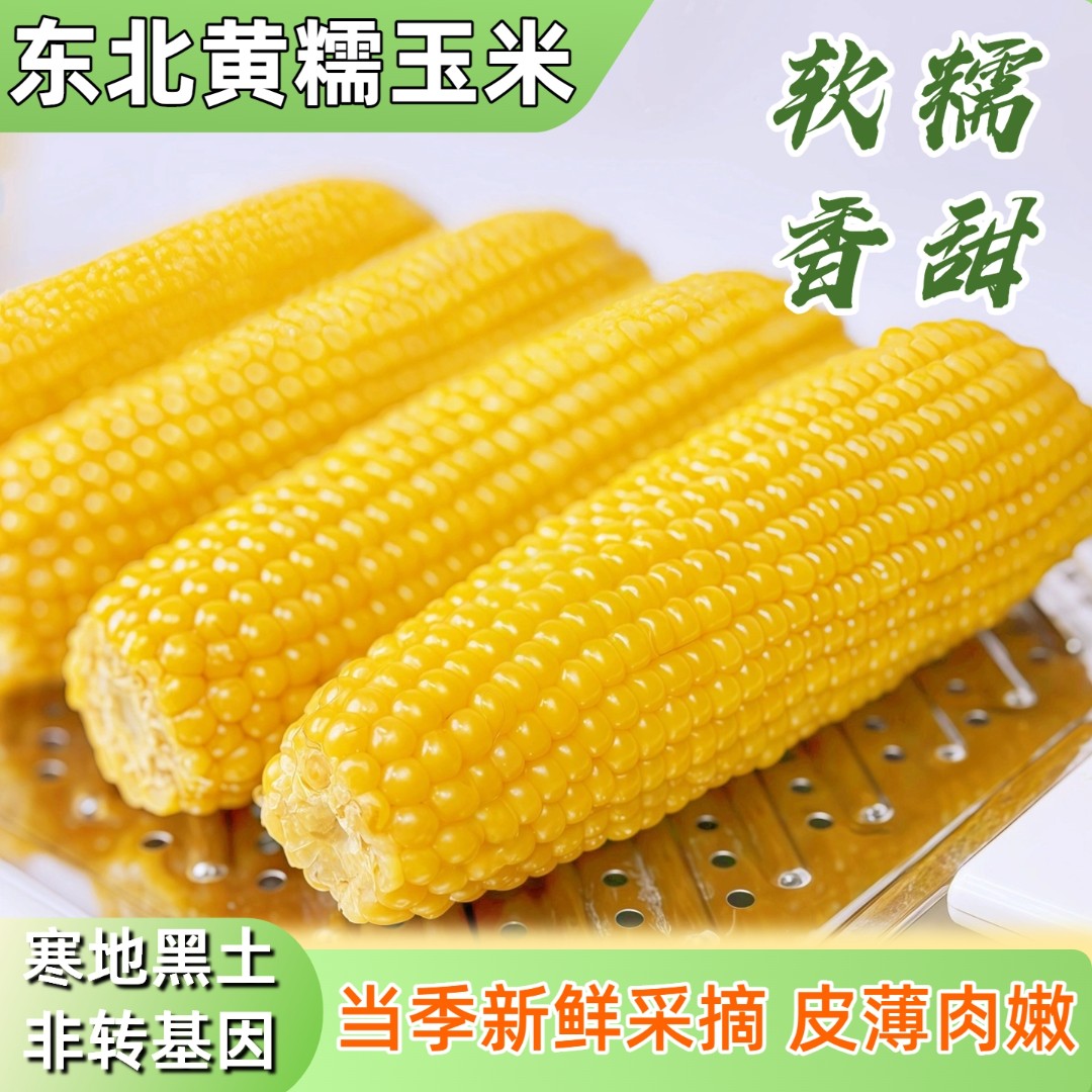 【胖妞试吃2根】8根东北甜糯黄玉米非转基因玉米主食代餐苞米真空装