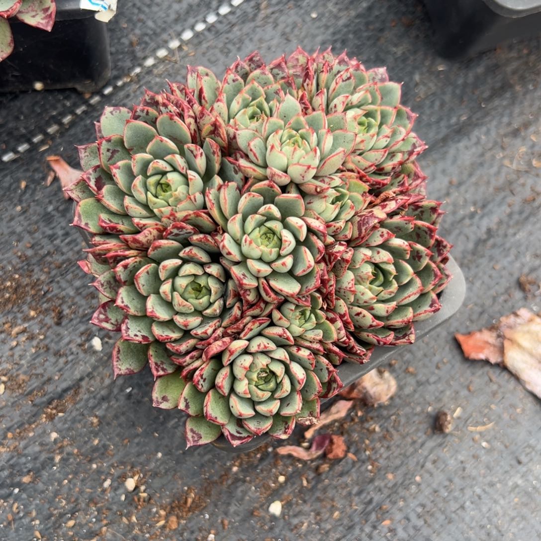 多肉植物多头雪燕