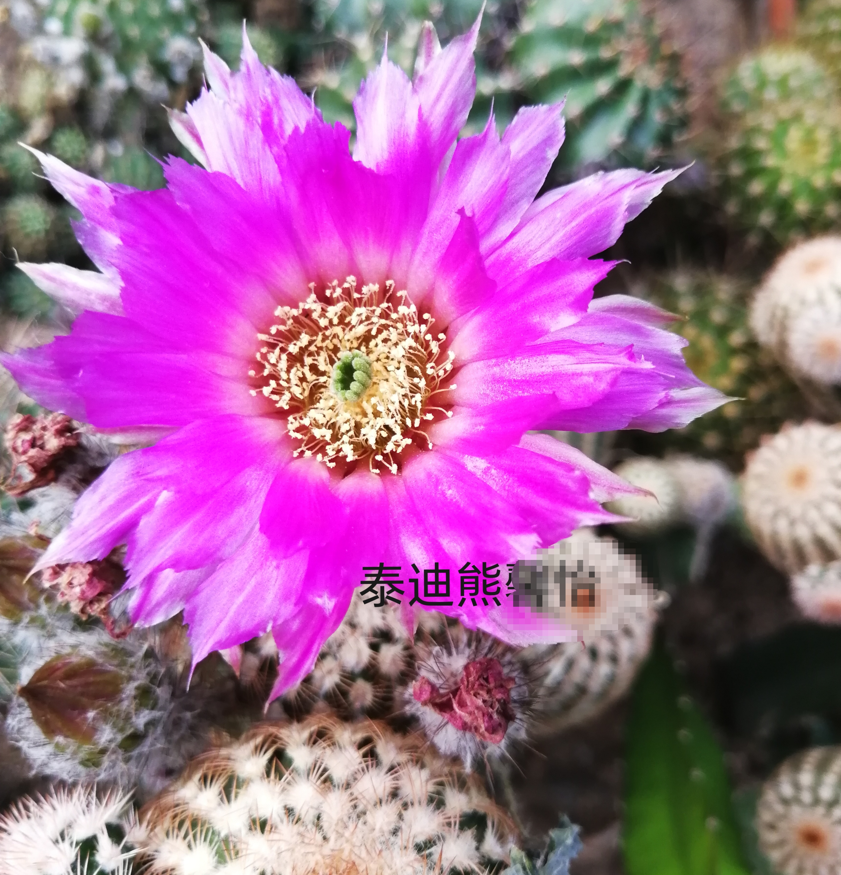 鹿角柱属虾泰迪熊秀普嫁接（满28米包邮非偏远）