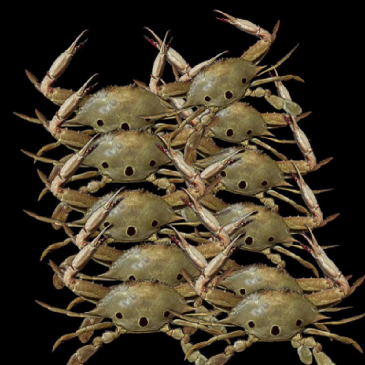 【小三目脐套餐】惠来本港杂鱼套餐丰富原产地顺丰冷链包邮送礼佳品