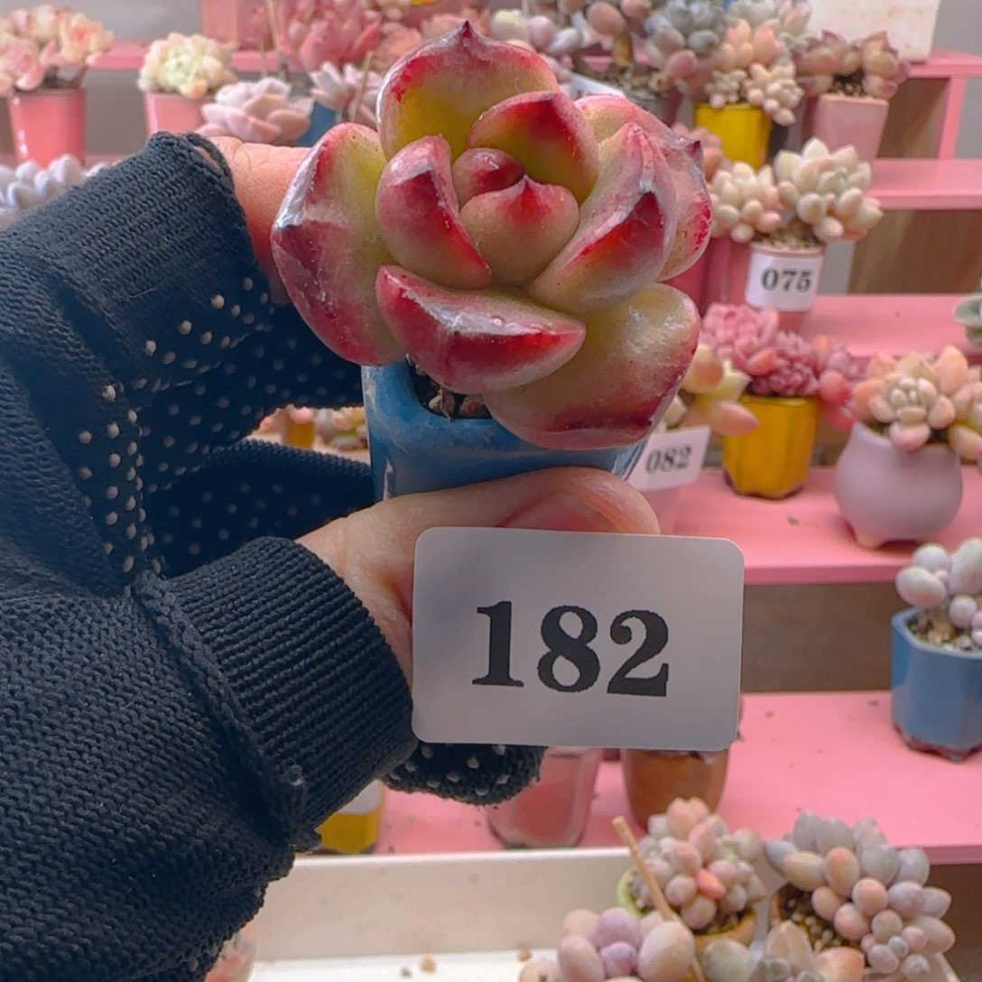 182杂交，带盆土发货，满38包邮非偏远。