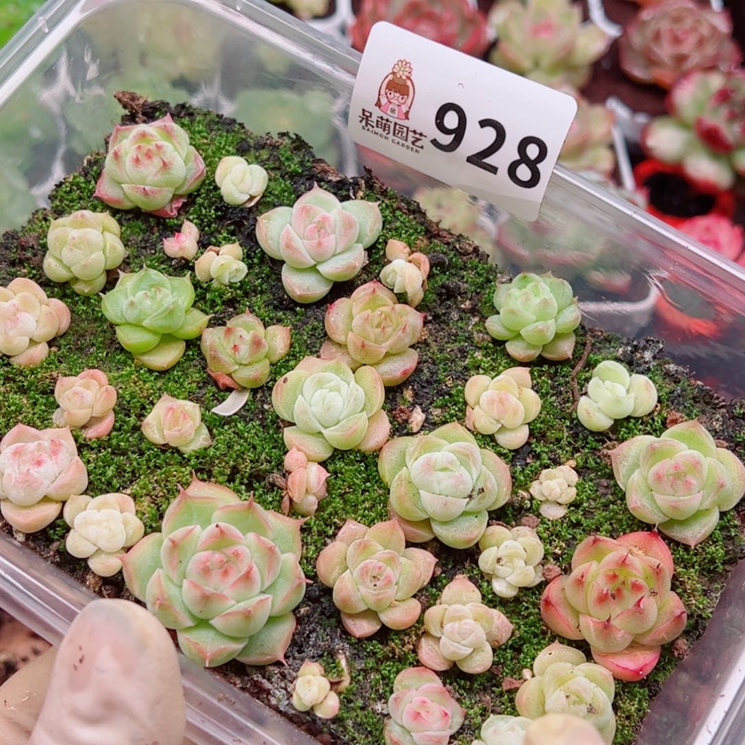 多肉植物多肉植物