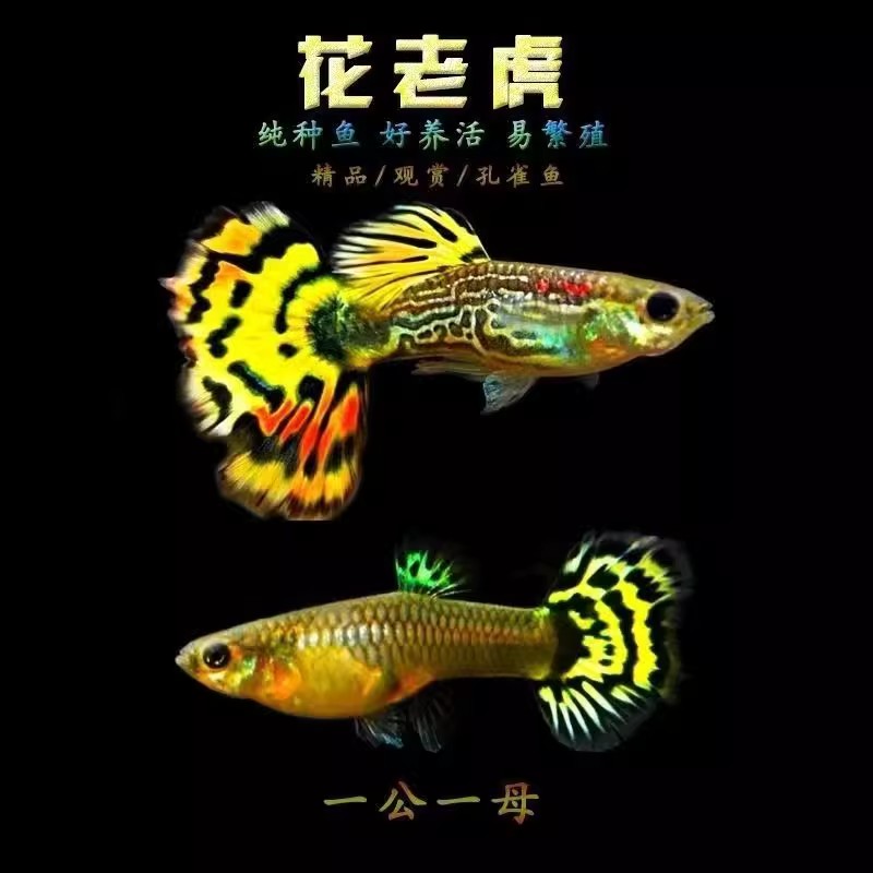 花老虎孔雀鱼热带观赏宠物鱼小型胎生鱼淡水入门稀有孔雀鱼活体