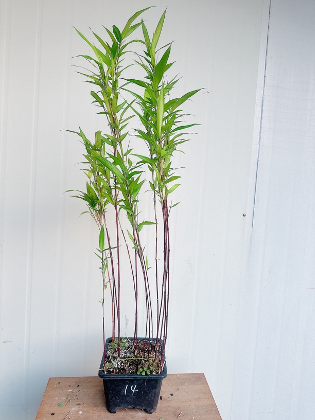 红寒竹老桩朱竹 室内绿植禅意小竹子盆栽观赏竹高档绿植