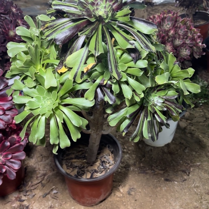 多肉植物法师水墨丹青11