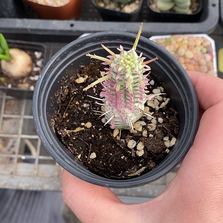 漂亮仙人球一物一拍