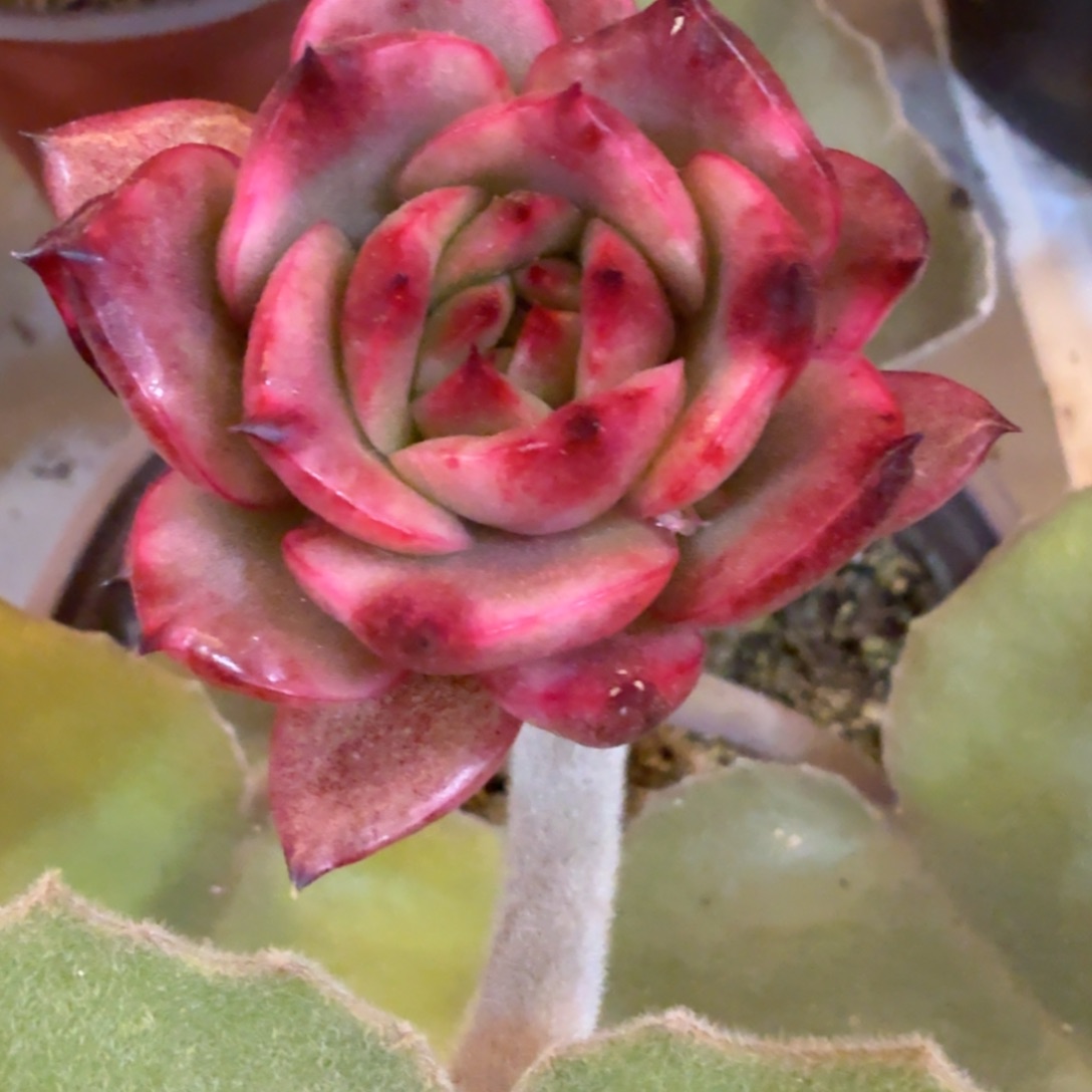 无名 安吉园艺锦锦