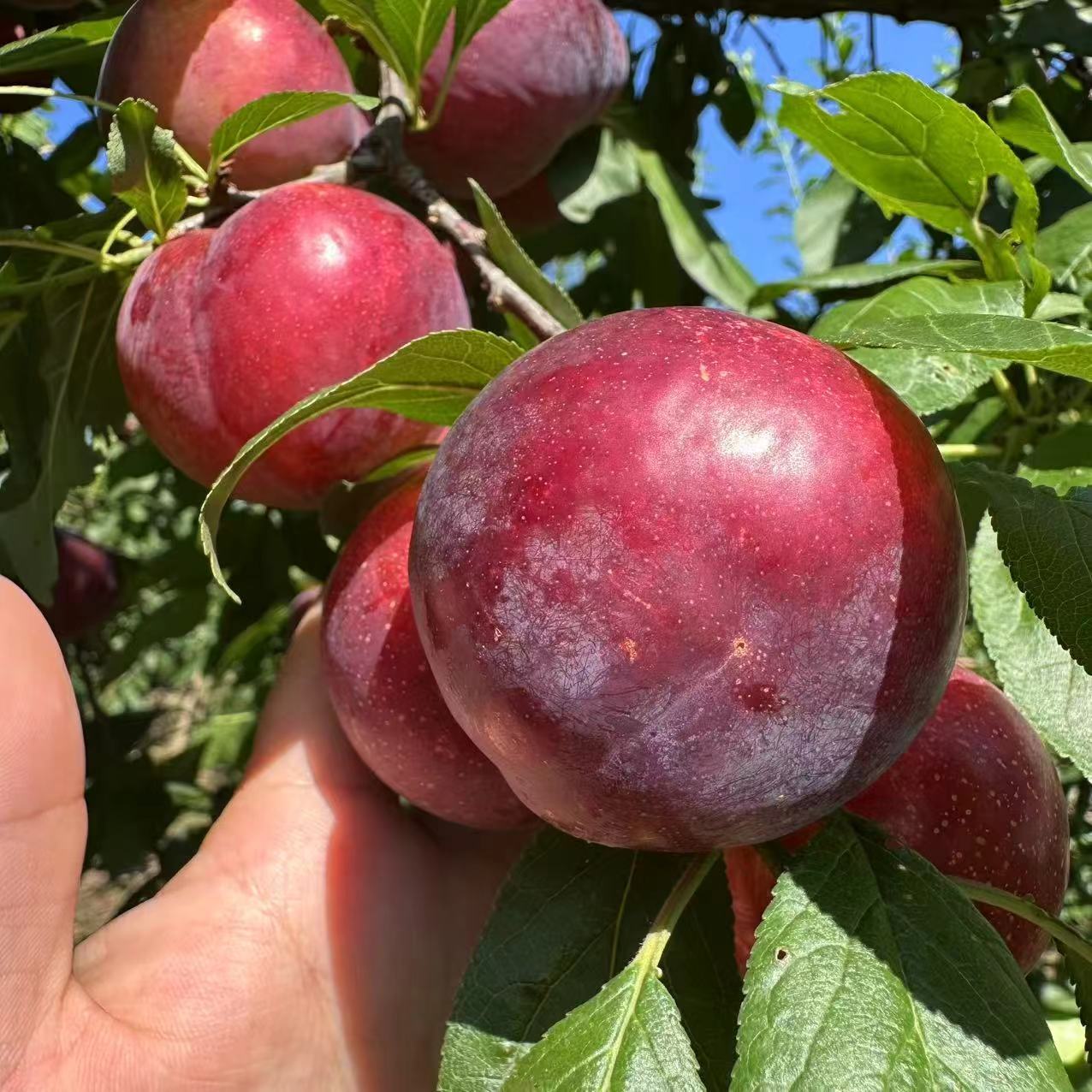 李子 罗达李 麦李 张家界 湖南桑植 本地 现采现发水果鲜果