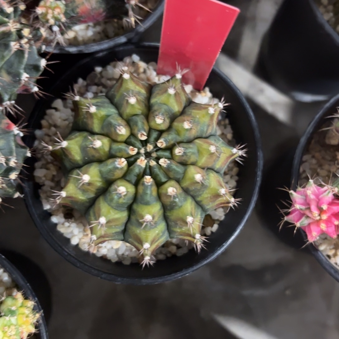 228-1208泰国发货多肉