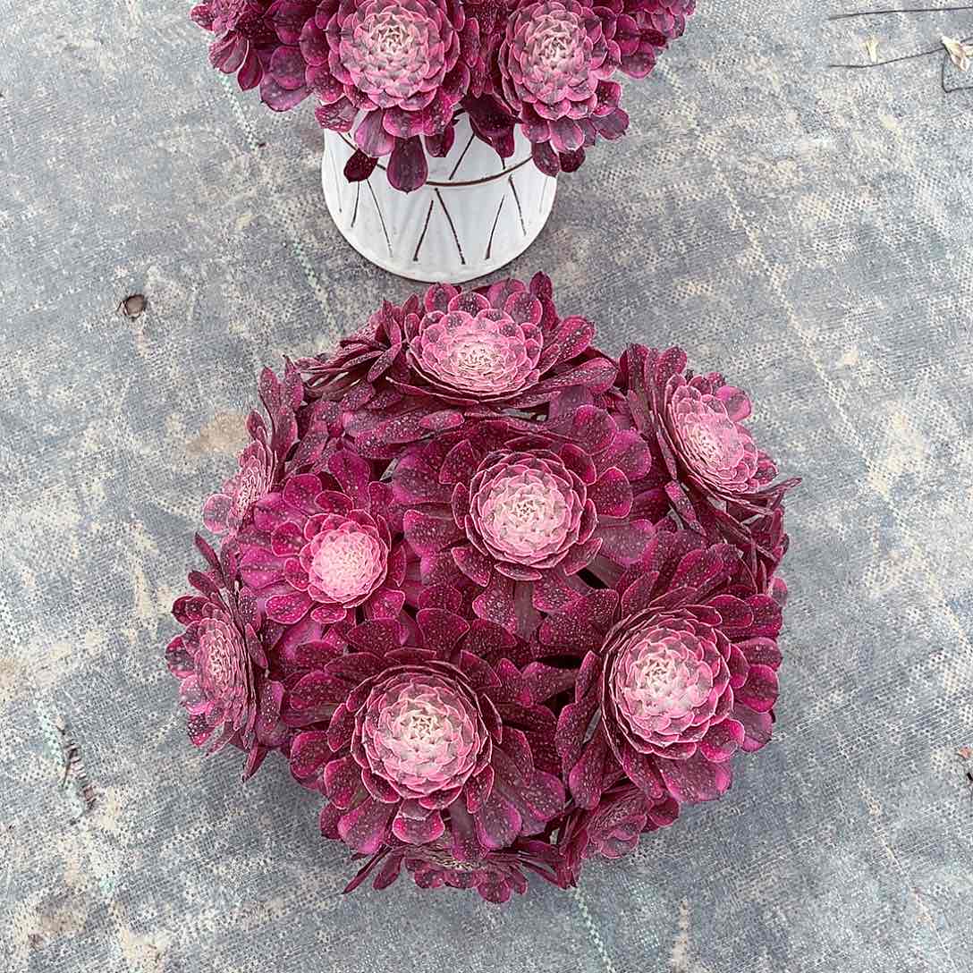 当前无花朵，栽培后可花朵