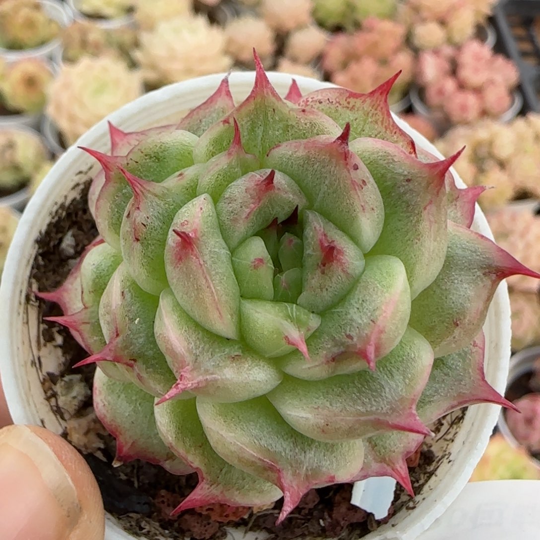 花语逸镜0125-210海王