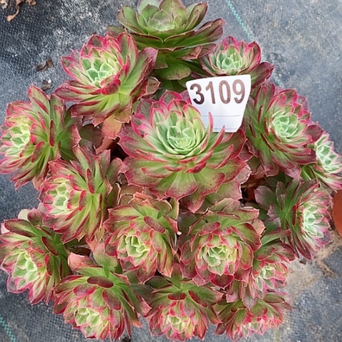 红陶3109万花筒阴阳