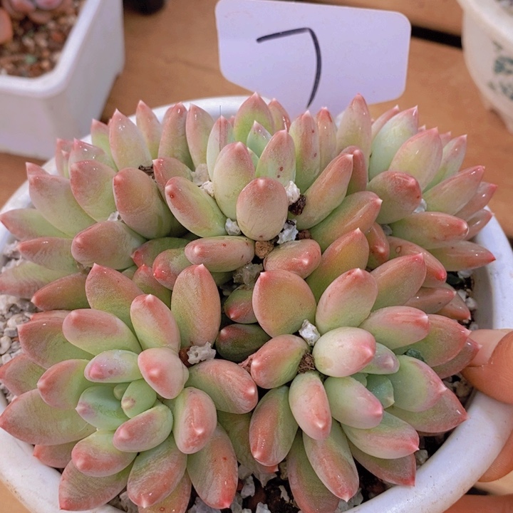 你不去上班啦呀么