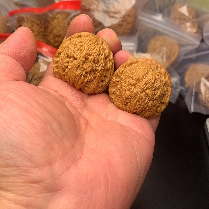 核桃绣球39+以打底