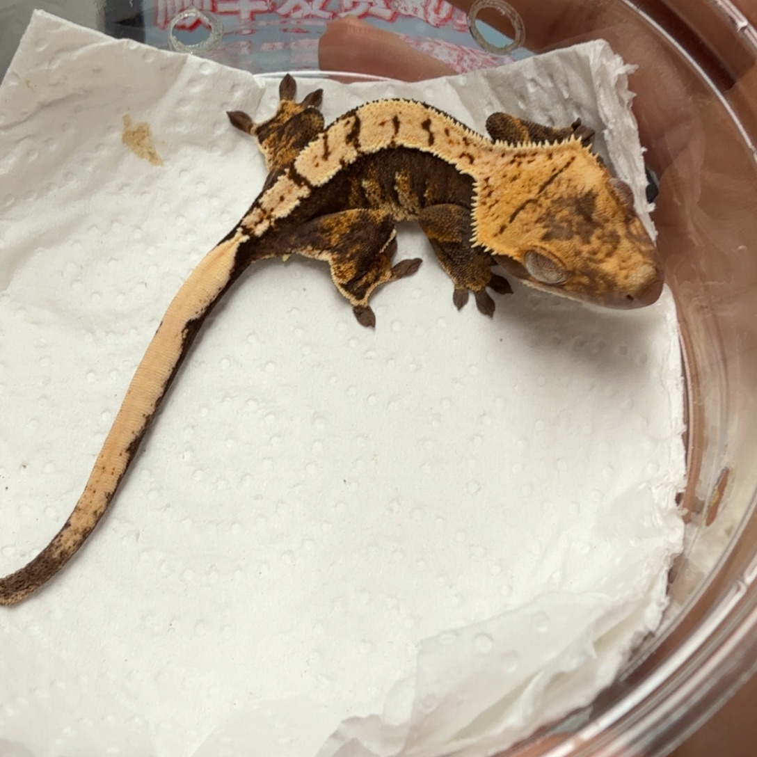 睫角守宫三色奶油