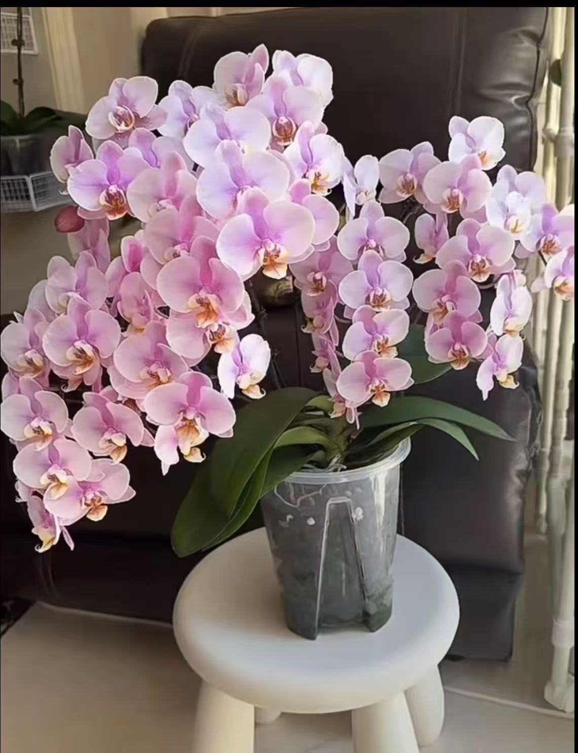 3个花剑 名贵品种{罗斯基勒}蝴蝶兰能开100多花苞左右