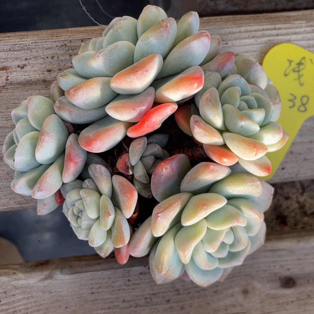 浅***忆冰玉群生无砍无摘清台子发货不包断枝38