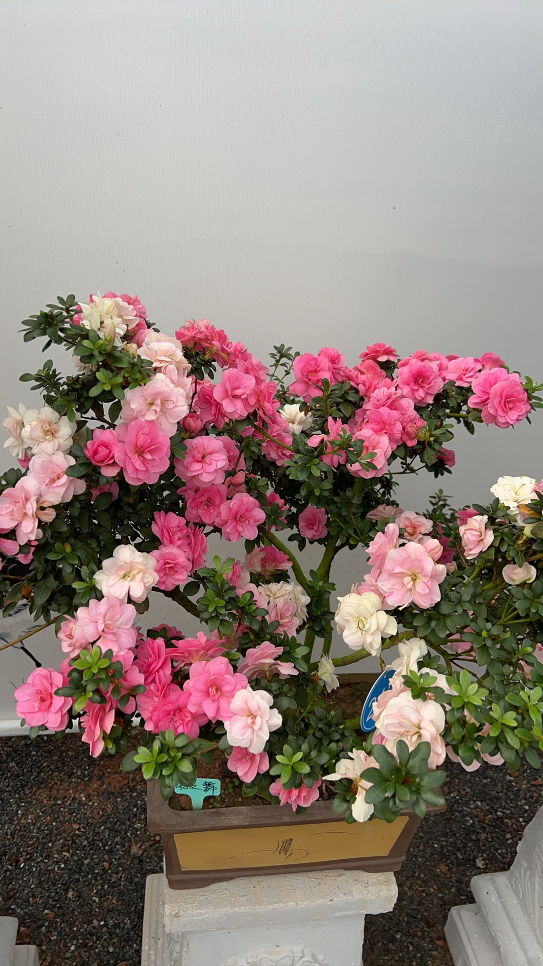 皋月七彩鹃之舞（不包邮）