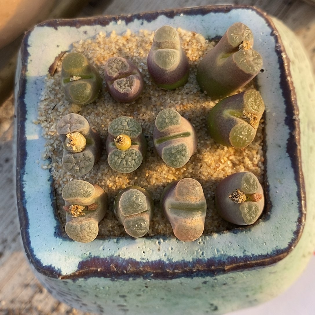 28146磁铁风铃一组。   