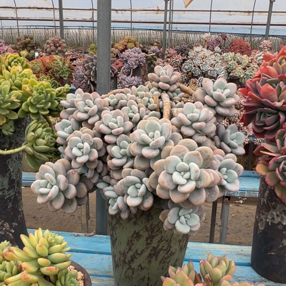 精品香水洛神妖桩 裸根