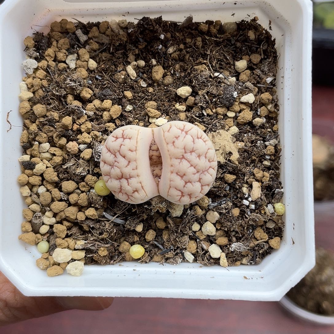 574000000花花花花花花花