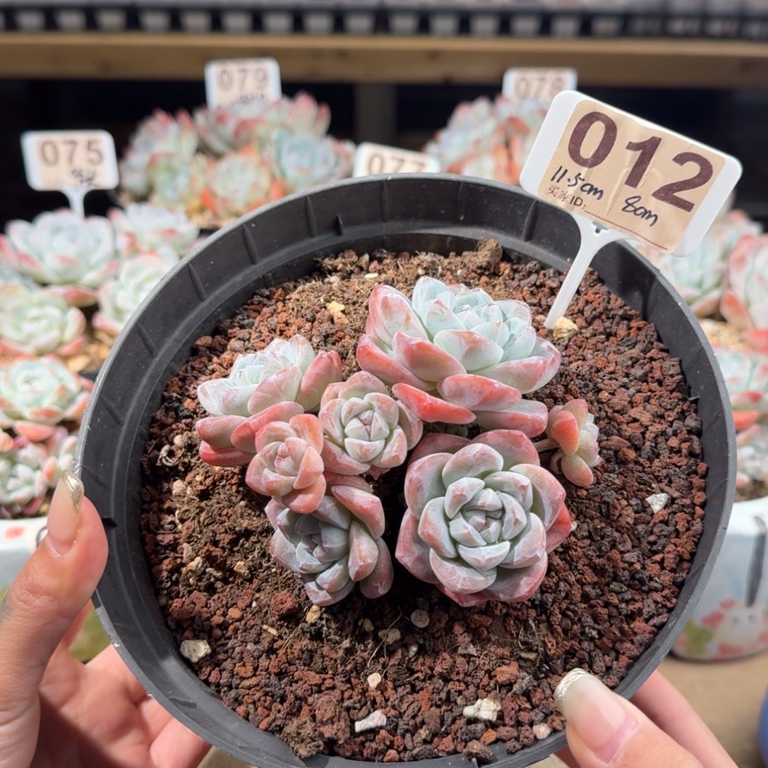 012号冰玉群生老桩7头