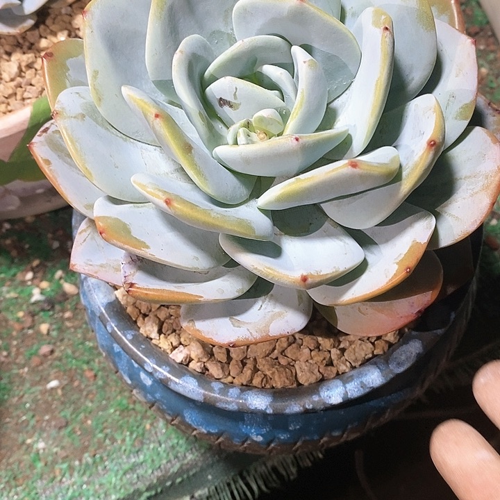 冷*奶茶多肉植物5-7