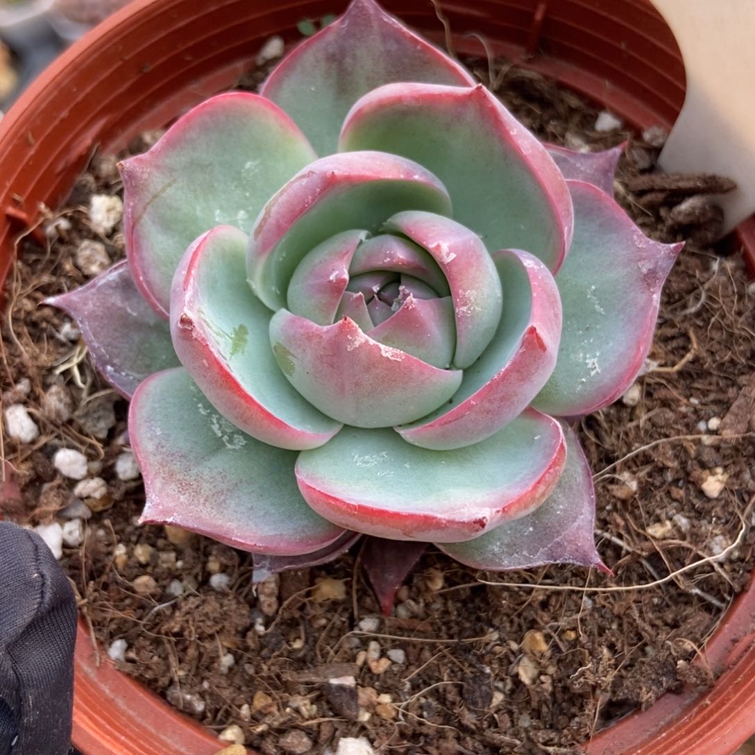 1028惊鸿仙子多肉植物