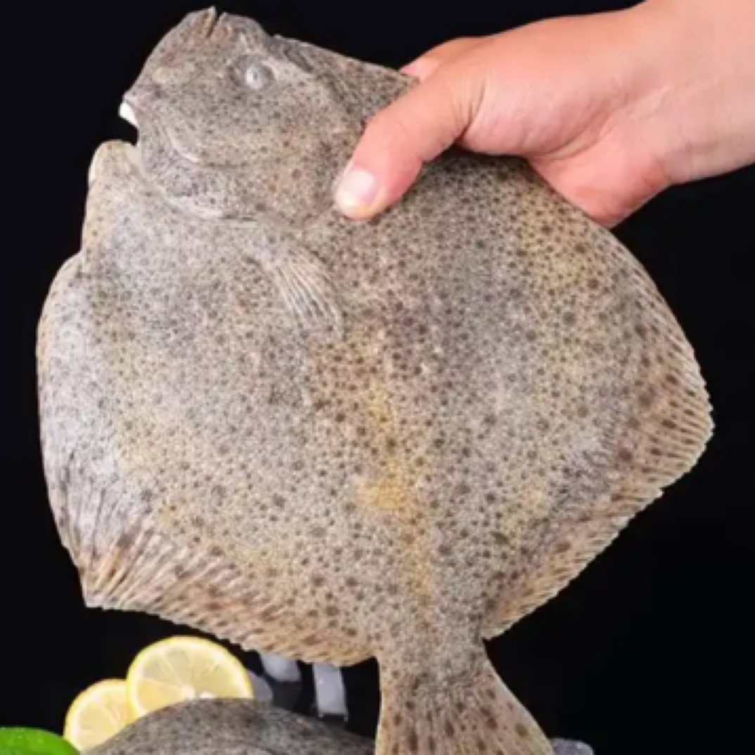 鲜活多宝鱼900g以上