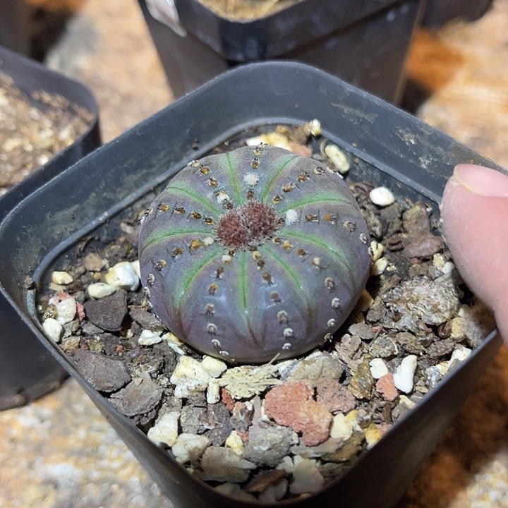 满38包邮2天凑单，脱土晾根发货多肉植物