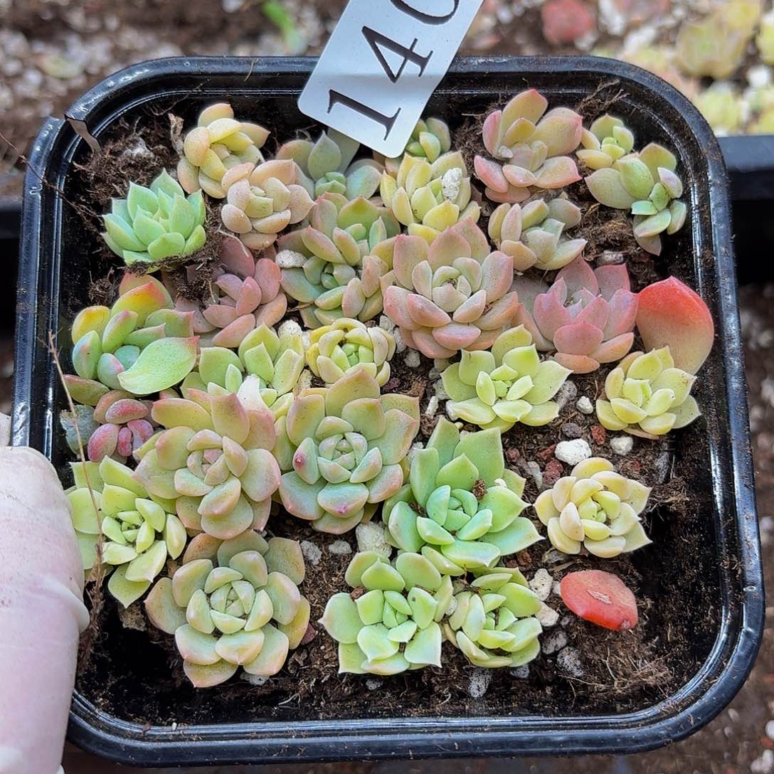 多肉植物多肉植物140
